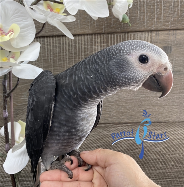 Timneh African Grey - Male