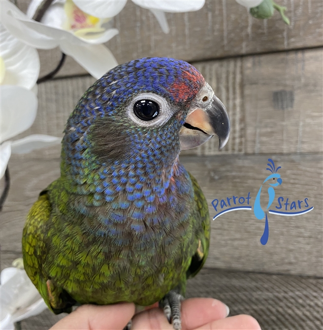 Blue Headed Pionus - Male