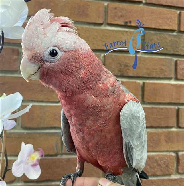 Rose Breasted Cockatoo -  Male