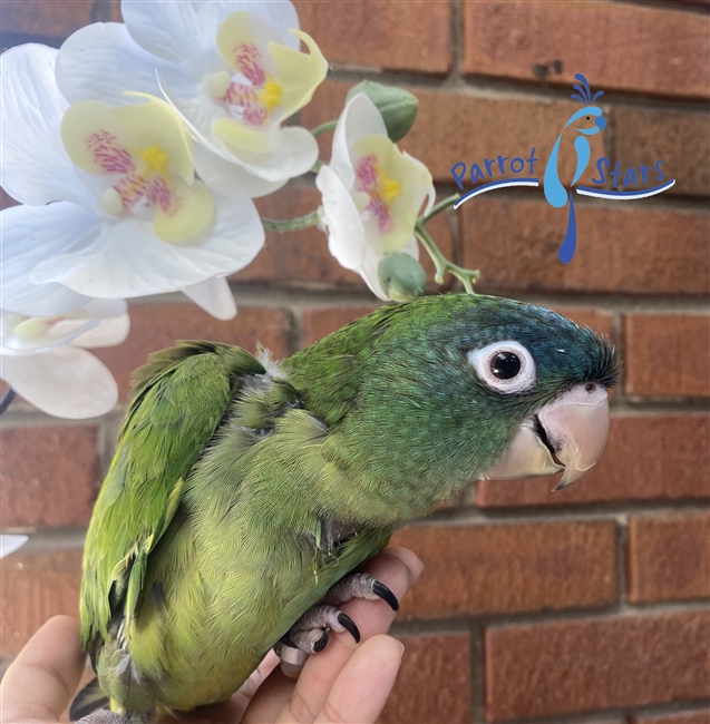 Blue Crowned Conure - Male