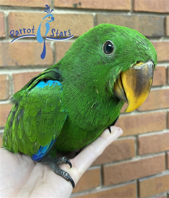 Solomon Island Eclectus - Male