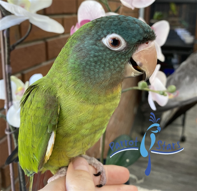 Blue Crowned Conure - Female