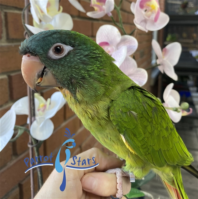 Blue Crowned Conure - Male