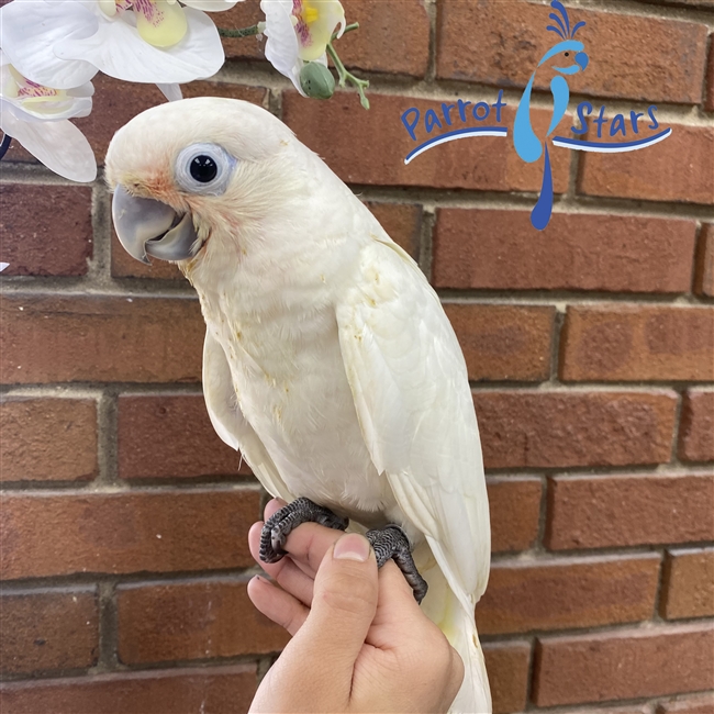 Goffin's Cockatoo - Female