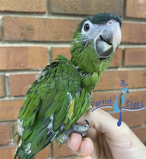 Hahns Macaw - Female