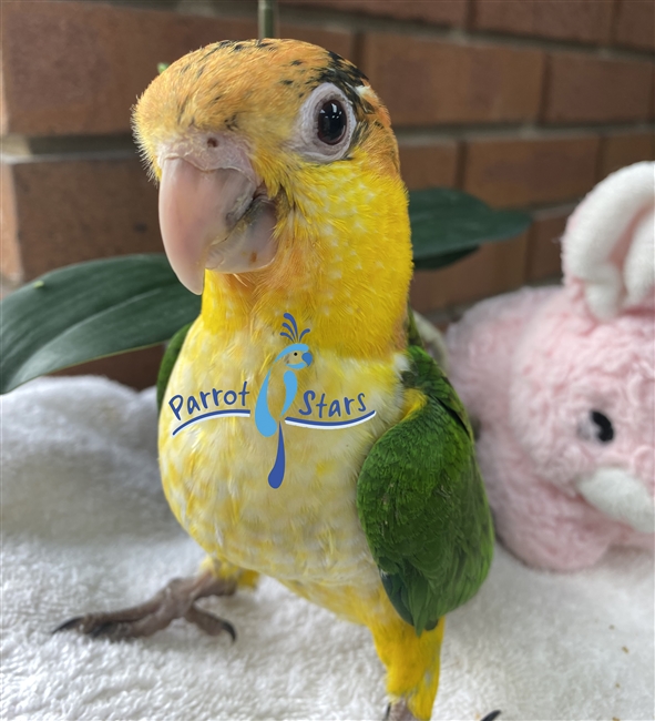 White Bellied Caique - Female