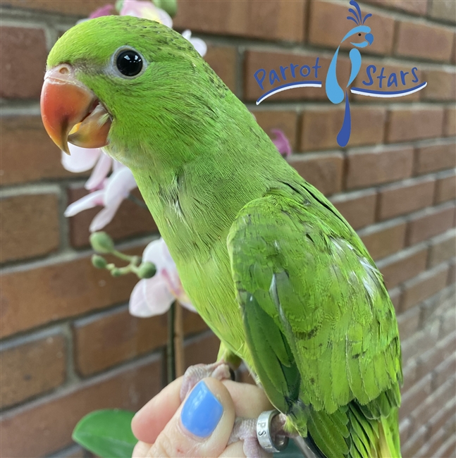 African Ringneck - Male