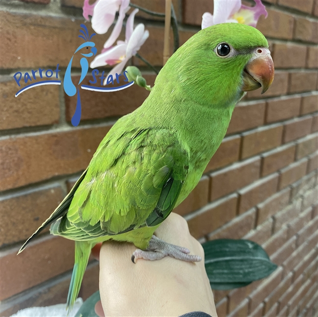 African Ringneck - Female