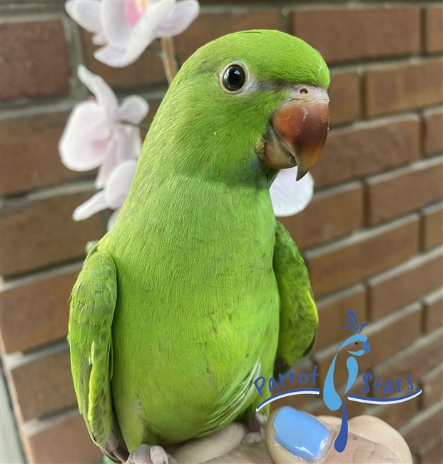 African Ringneck - Male