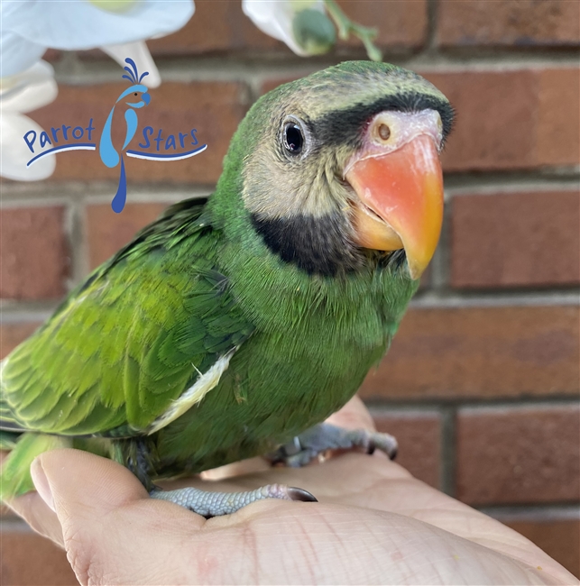 Moustache Parakeet - Female