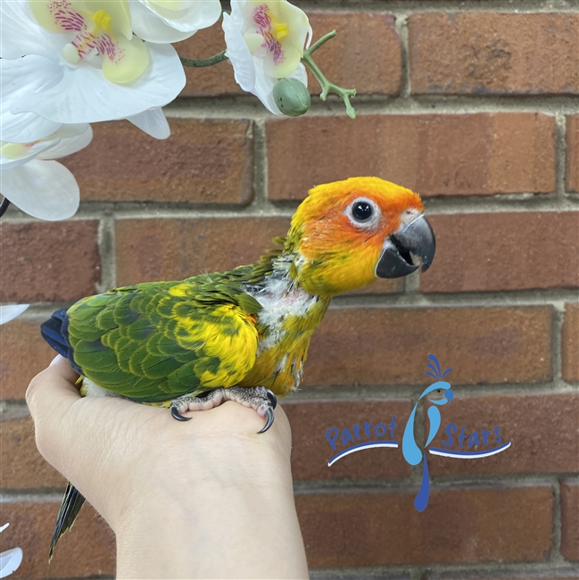 Sun Conure - Female