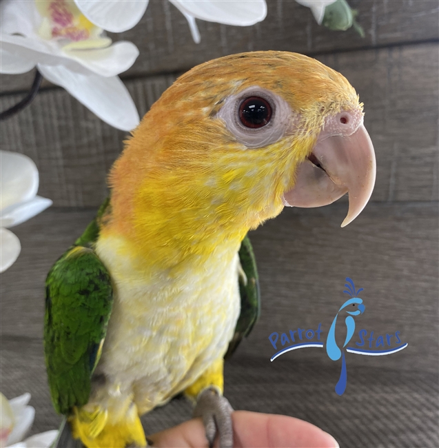 White Bellied Caique - Male