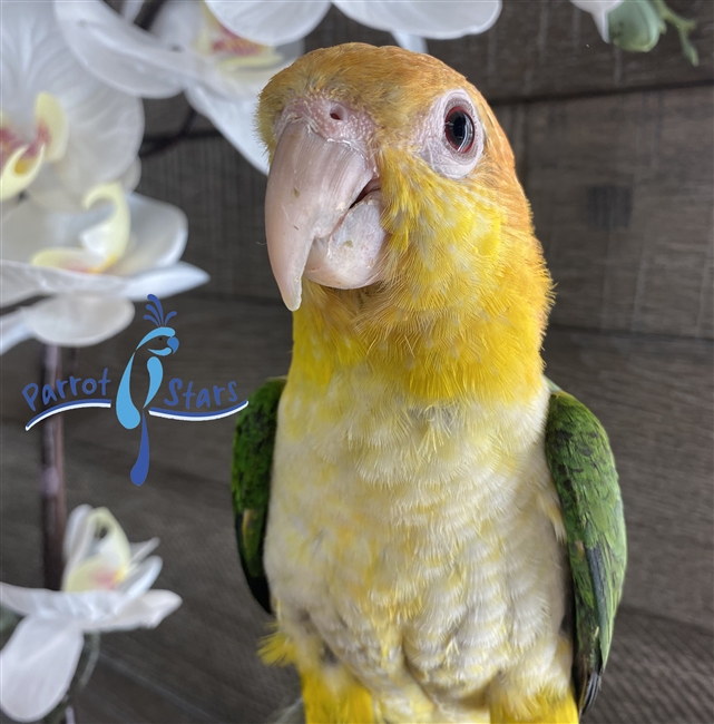 White Bellied Caique - Male