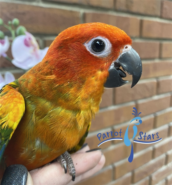 Red Factor Sun Conure - Female