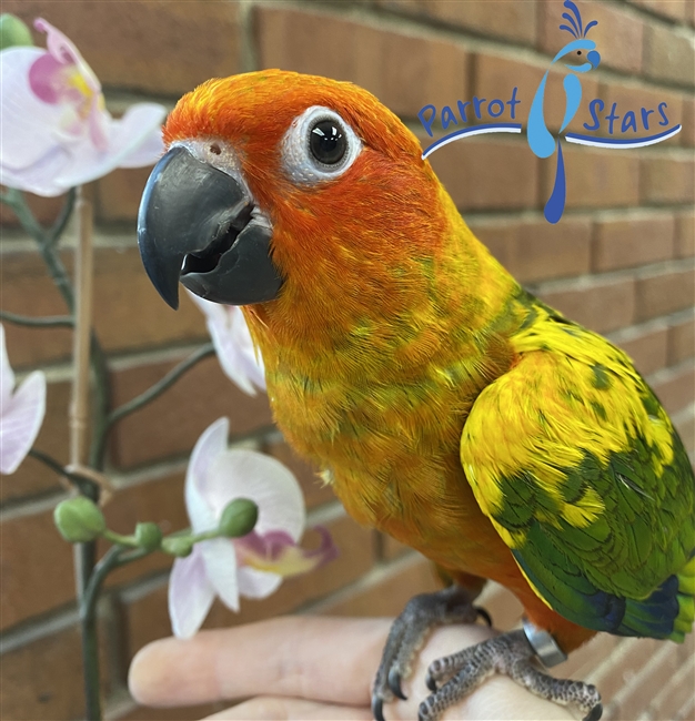 Sun Conure Split RF - Female