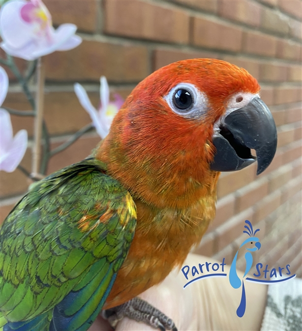 Red Factor Sun Conure - Female