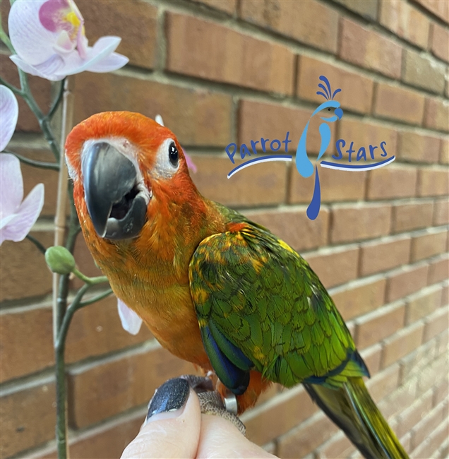 Red Factor Sun Conure - Female