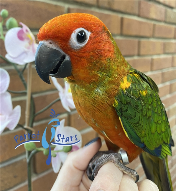 Red Factor Sun Conure - Male