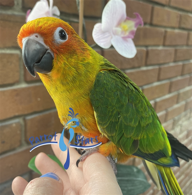 Sun Conure - Female