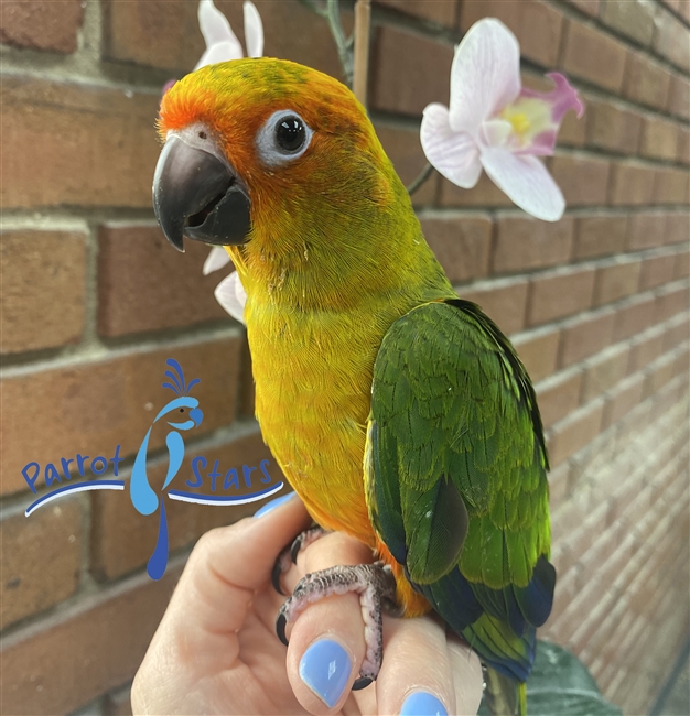 Sun Conure - Male