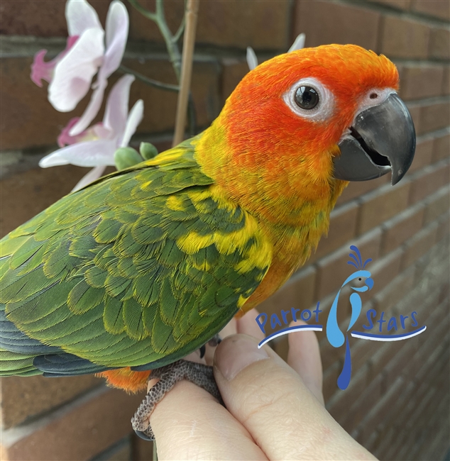 Split Red Factor Sun Conure - Female