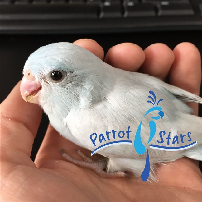 Parrotlet - American White - Female