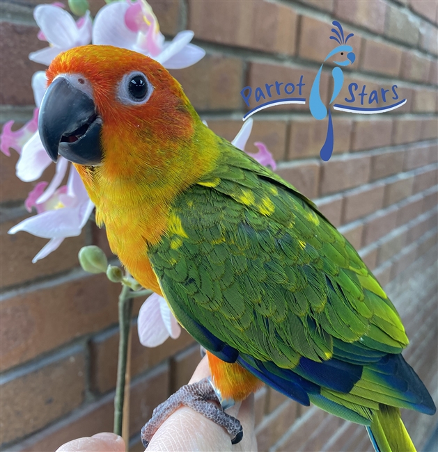 Split Red Factor Sun Conure - Female