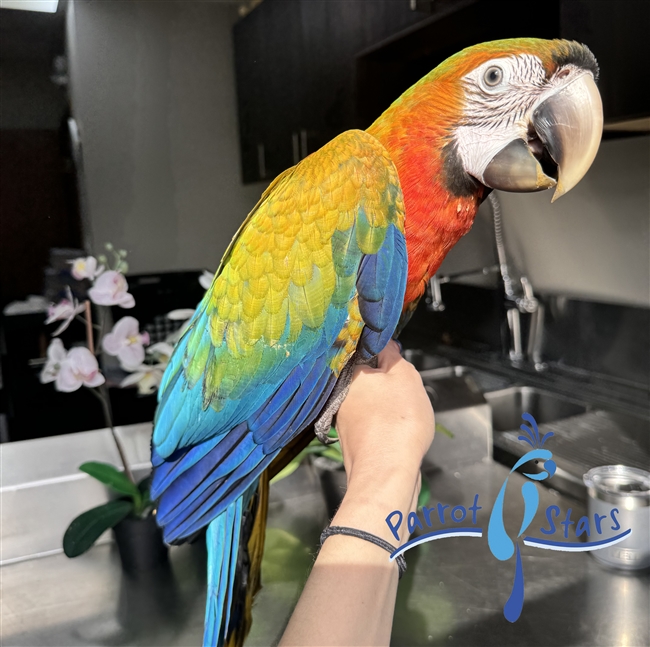Camelot Macaw - Female