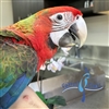 Camelot Macaw - Female