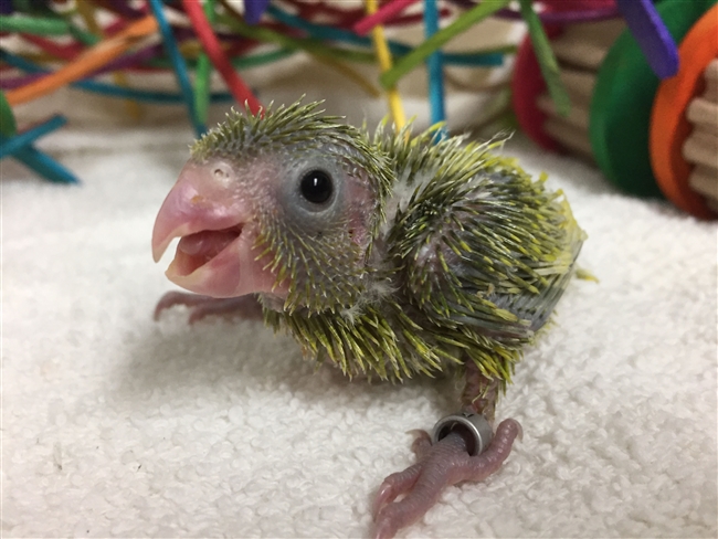 Parrotlet - Yellow - Female