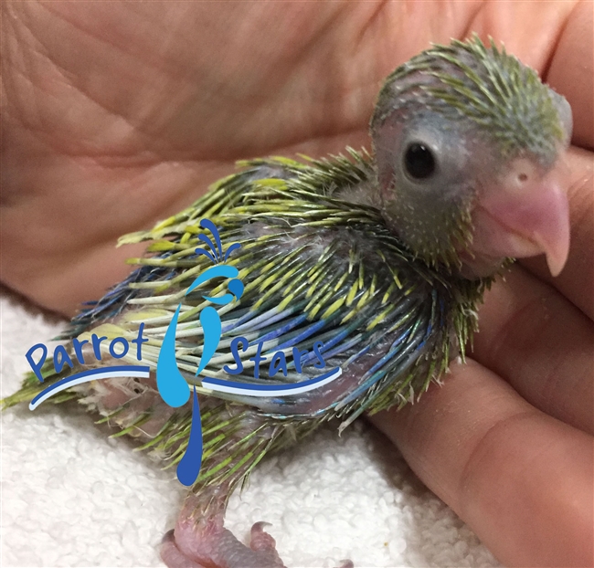 Parrotlet - Yellow - Male
