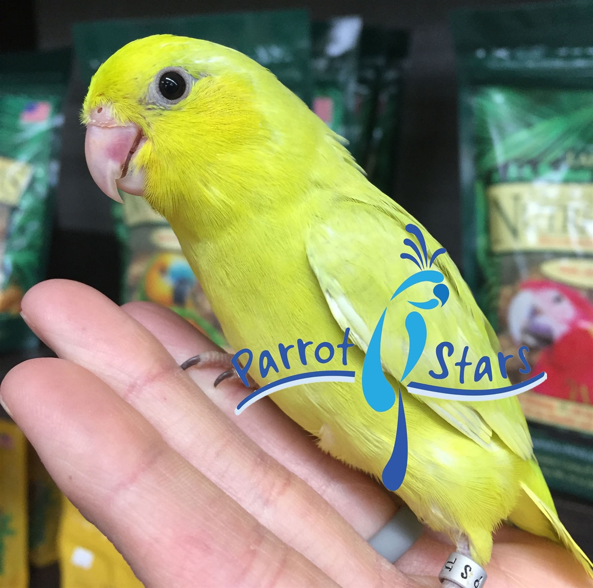 Yellow Pacific Parrotlet Suncatcher, Parrot Ornament, Bird Necklace, Bead Brooch, American Yellow Parrotlet Figurine / Made to cheapest Order