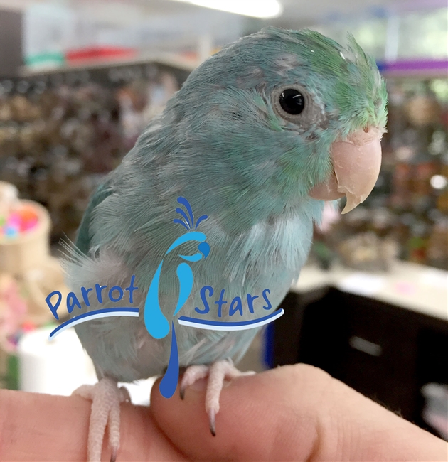 Parrotlet - Blue - Female