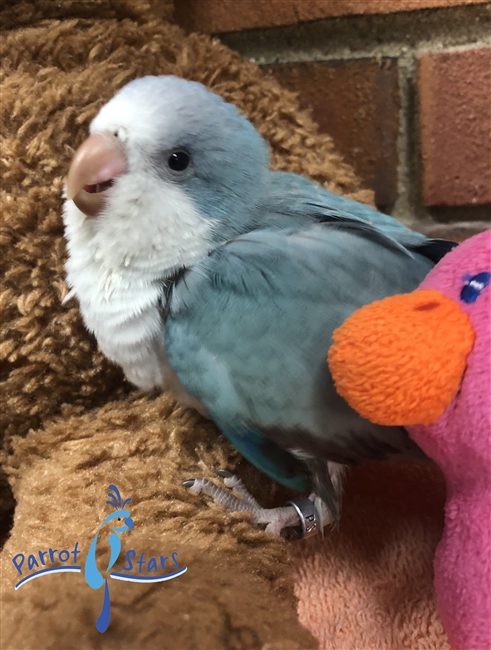 Quaker - Blue Opaline - Female