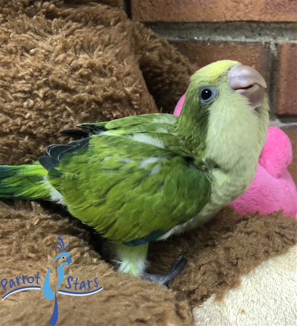 Quaker - Green Opaline - Female