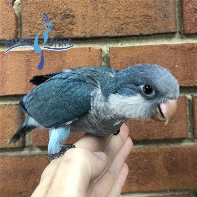 Quaker - Blue - Female