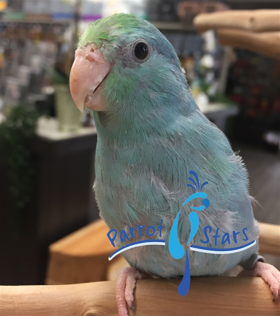 Parrotlet - Blue - Female