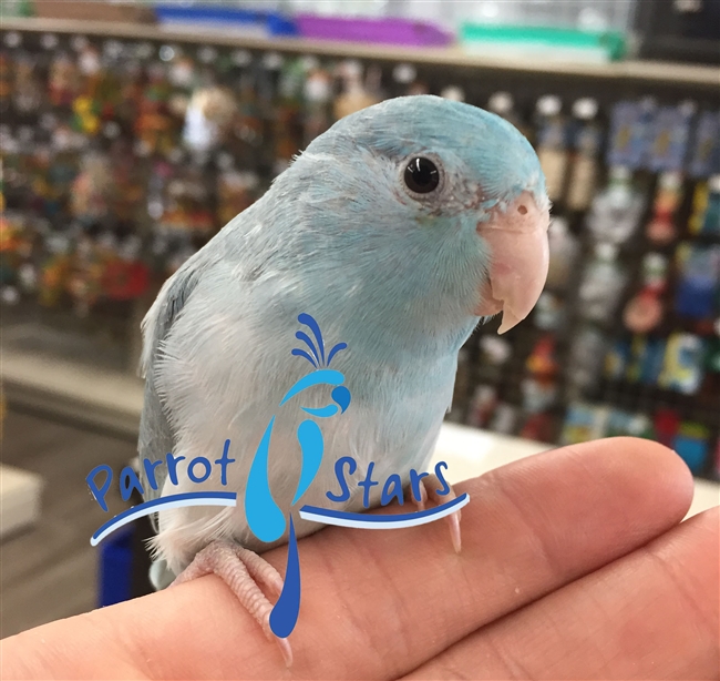 Parrotlet  -  Blue Pied - Female