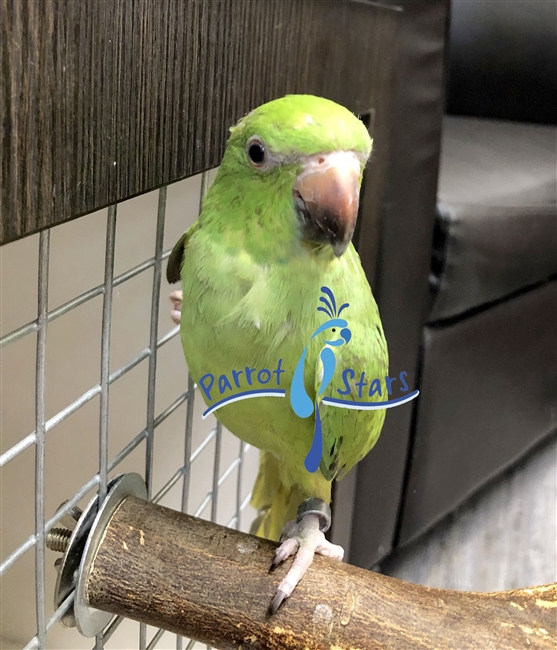 African Ringneck Parakeet - Female