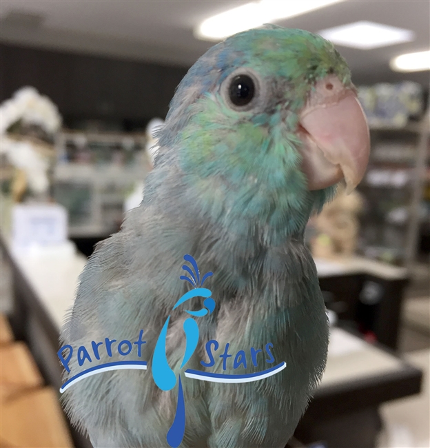 Parrotlet - Blue Pied - Male