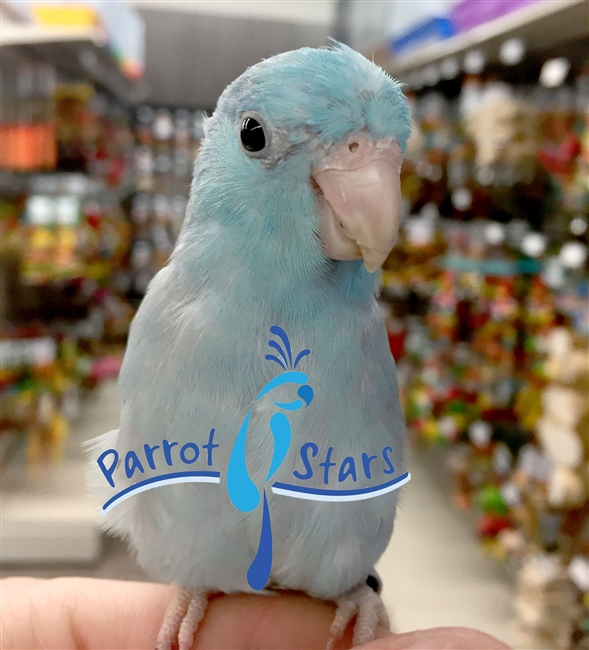 Parrotlet - Blue - Male