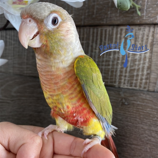 Green Cheek Conure - Pineapple - Female