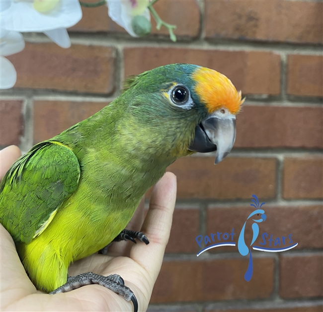 Peach Fronted Conure -Male