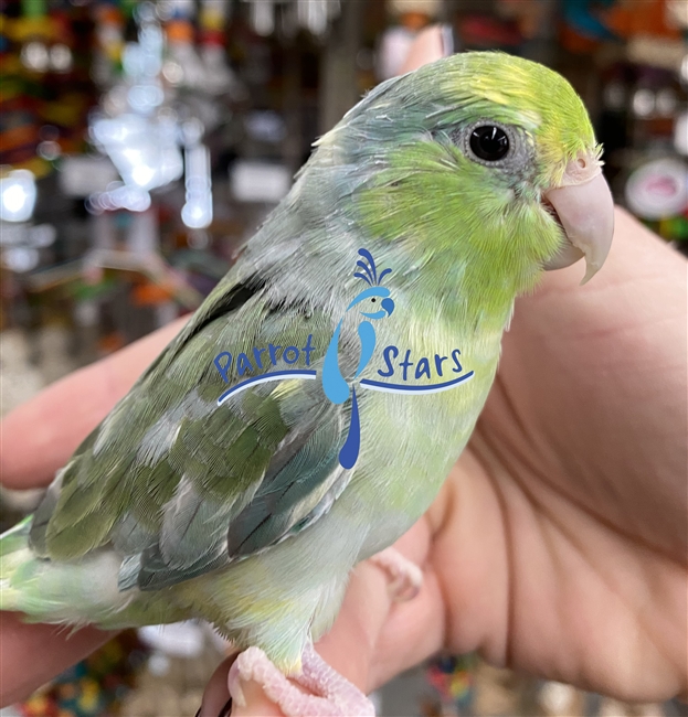 Parrotlet - Turquoise Pied - Male