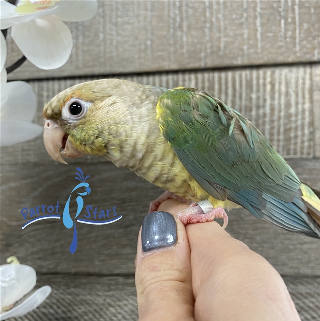 Green Cheek Conure - Pineapple Turquoise - Female