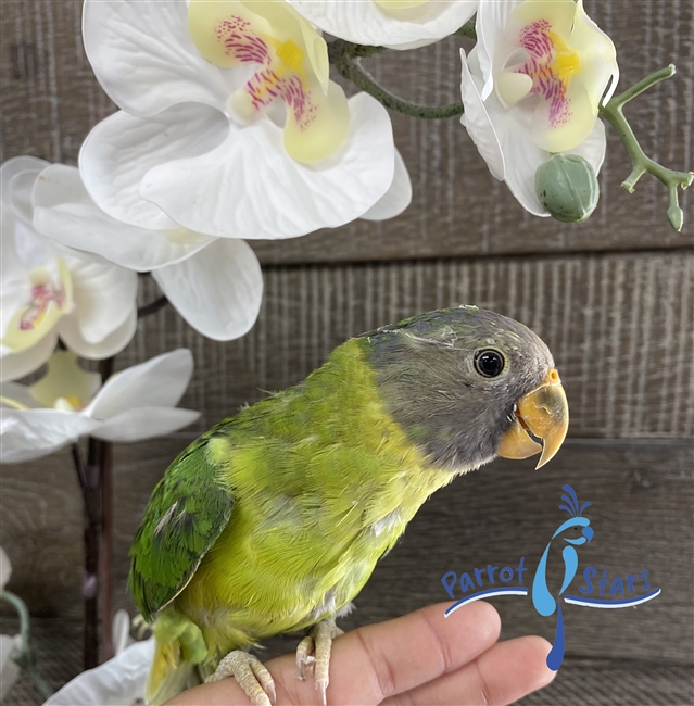 Plum Headed Parakeet - Male