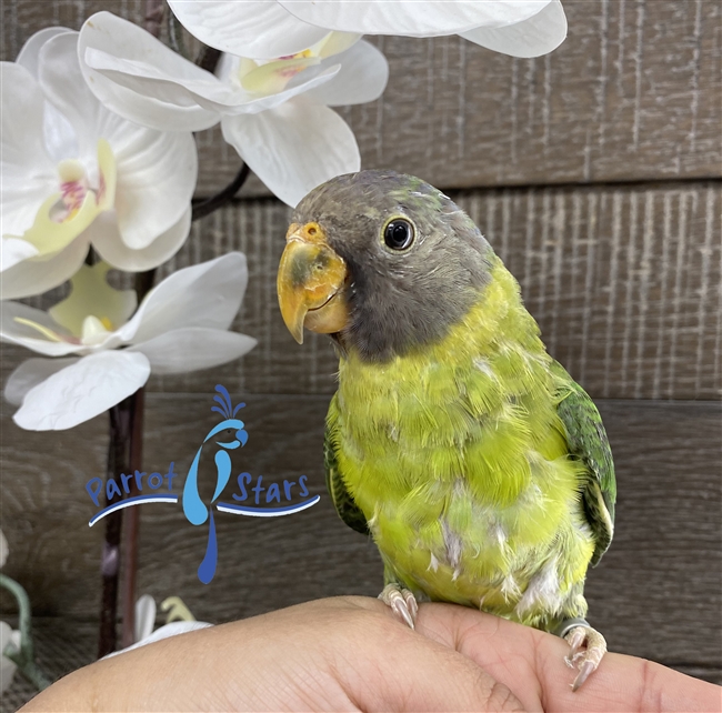 Plum Headed Parakeet - Female