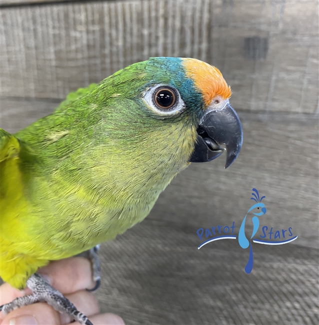 Peach Fronted Conure - Female