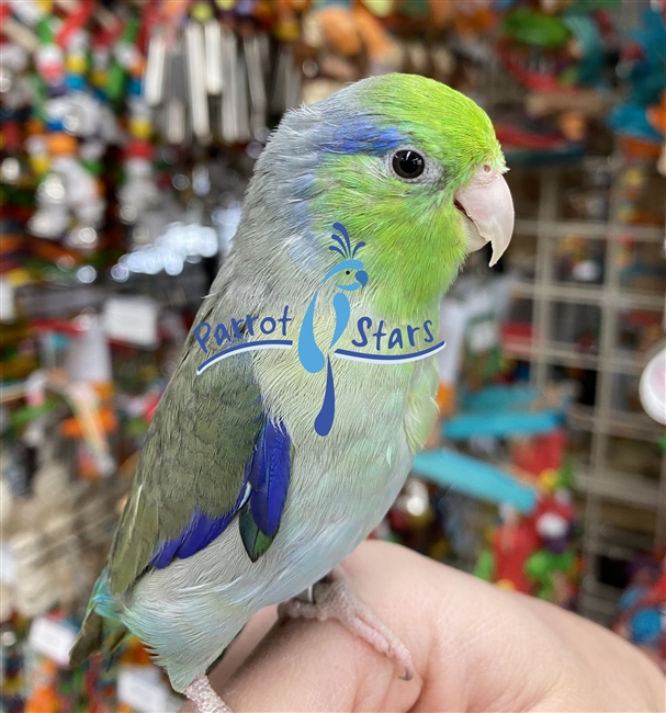 Parrotlet - Green - Male