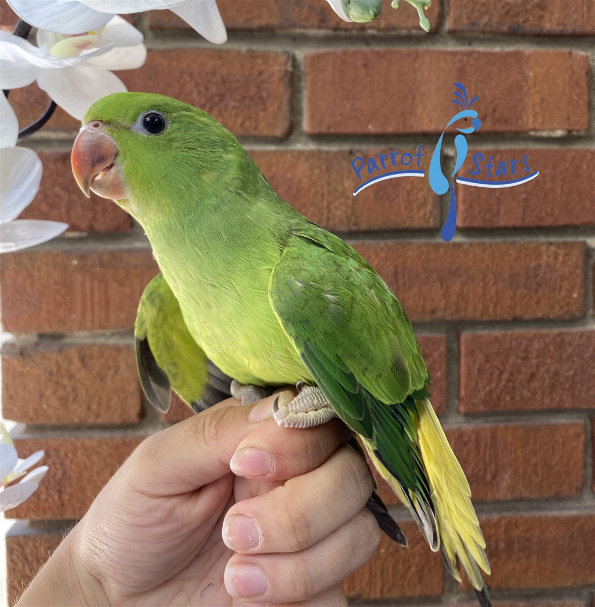 Hawaii Invasive Species Council | Rose-ringed Parakeet